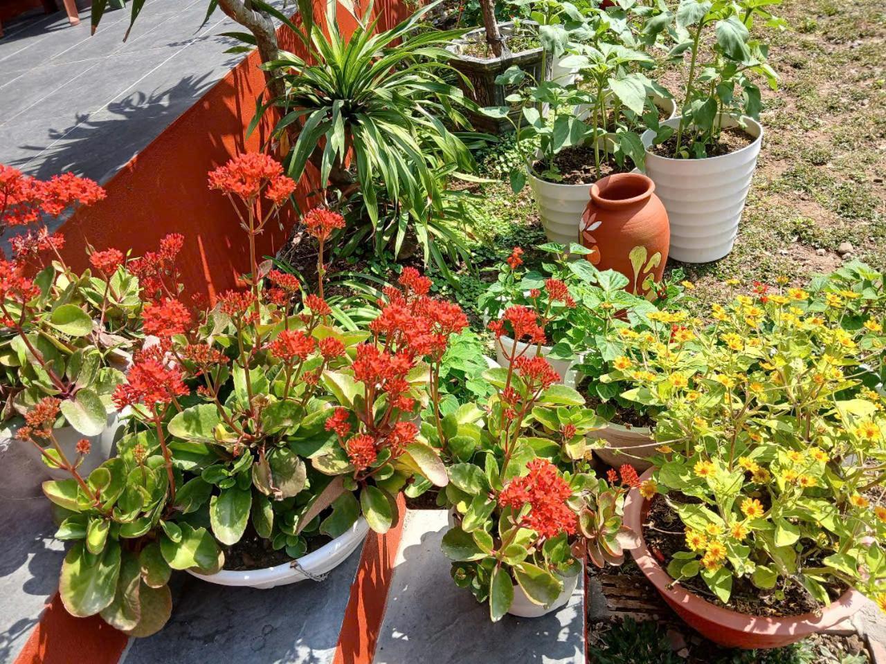 Catba Papillon Garden Bungalows & Resort Hien Hao エクステリア 写真